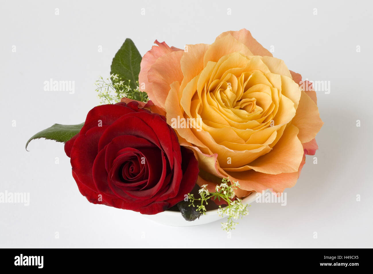 orange and red rose in white dished plate, Stock Photo