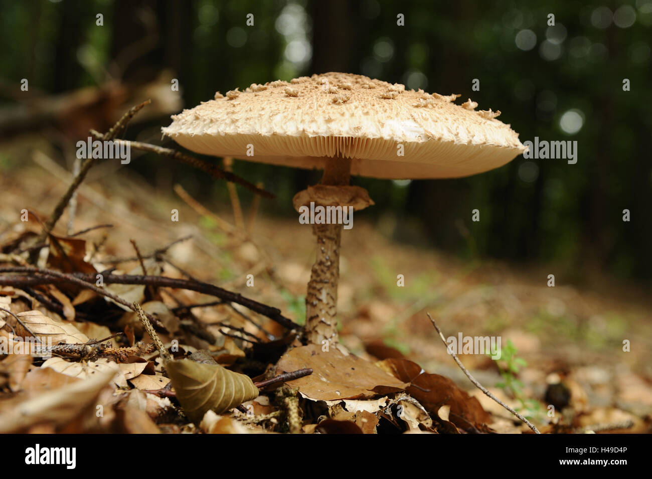 Parasol, Macrolepiota procera, preview, Stock Photo