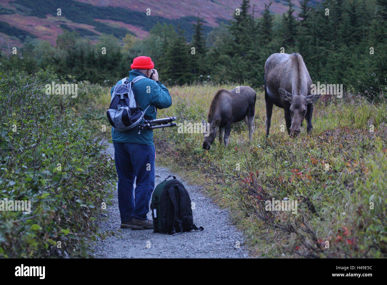 Photographer, elk's cow, young animal, autumn, Stock Photo