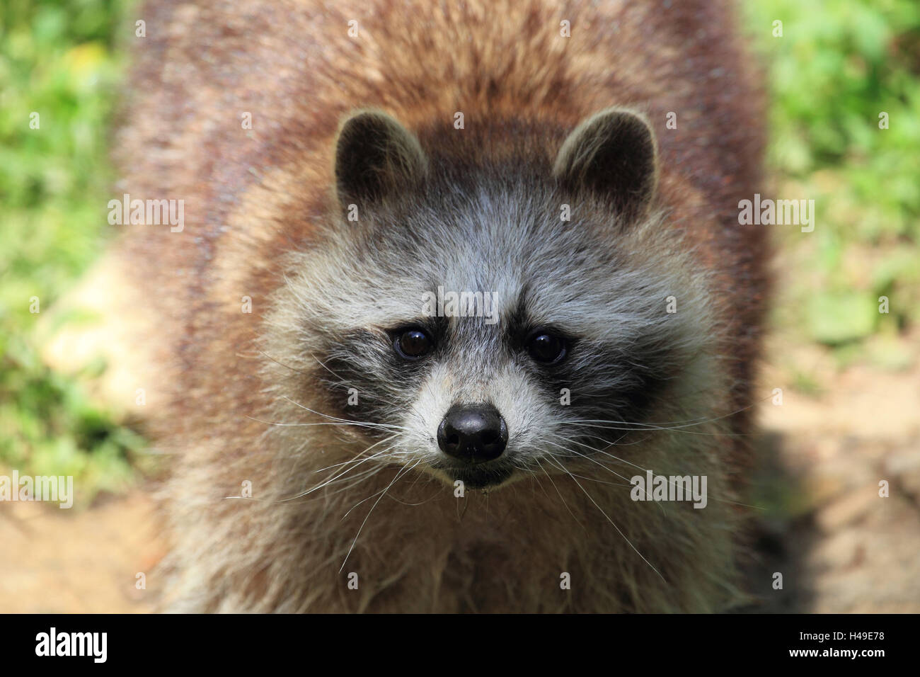 Racoon up close hi-res stock photography and images - Alamy