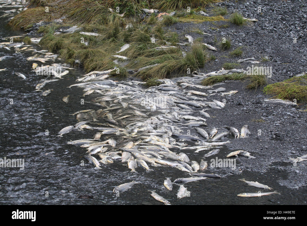 Salmons, deadly, riverside, spawning season, Stock Photo