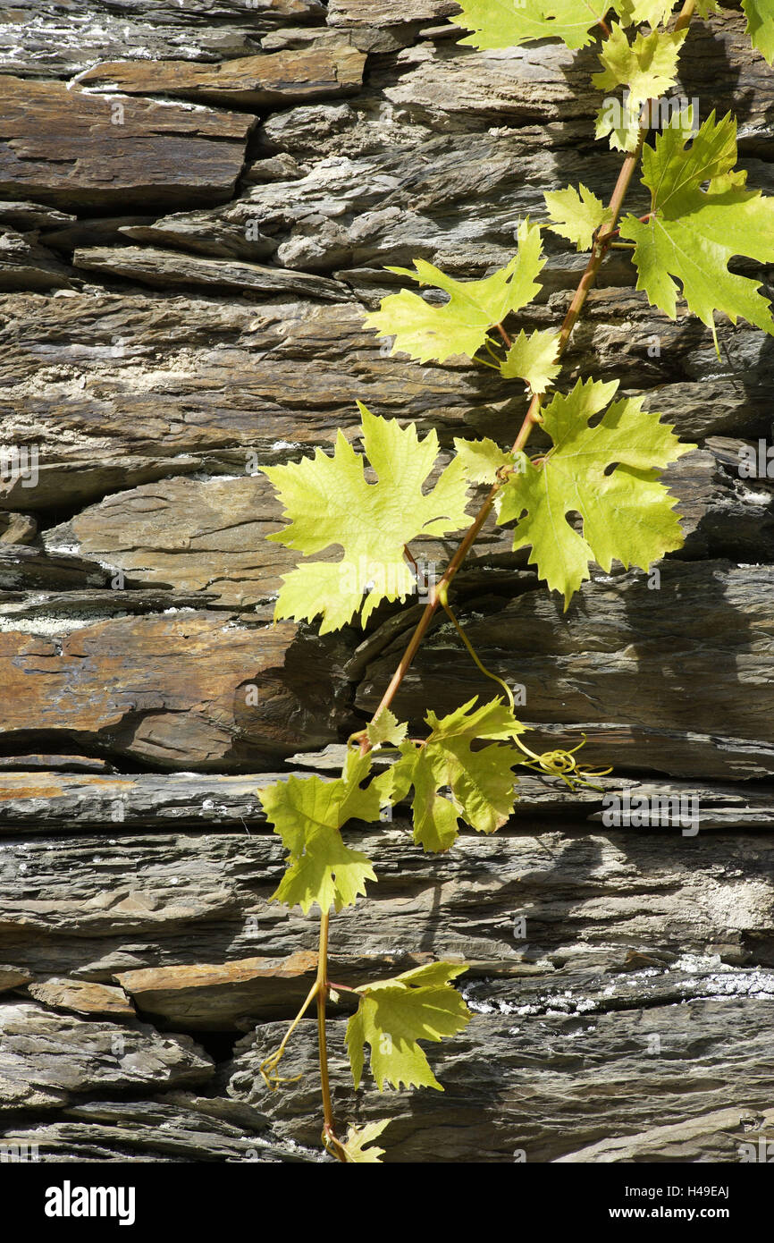 Wine leaves, defensive wall, slate, Stock Photo