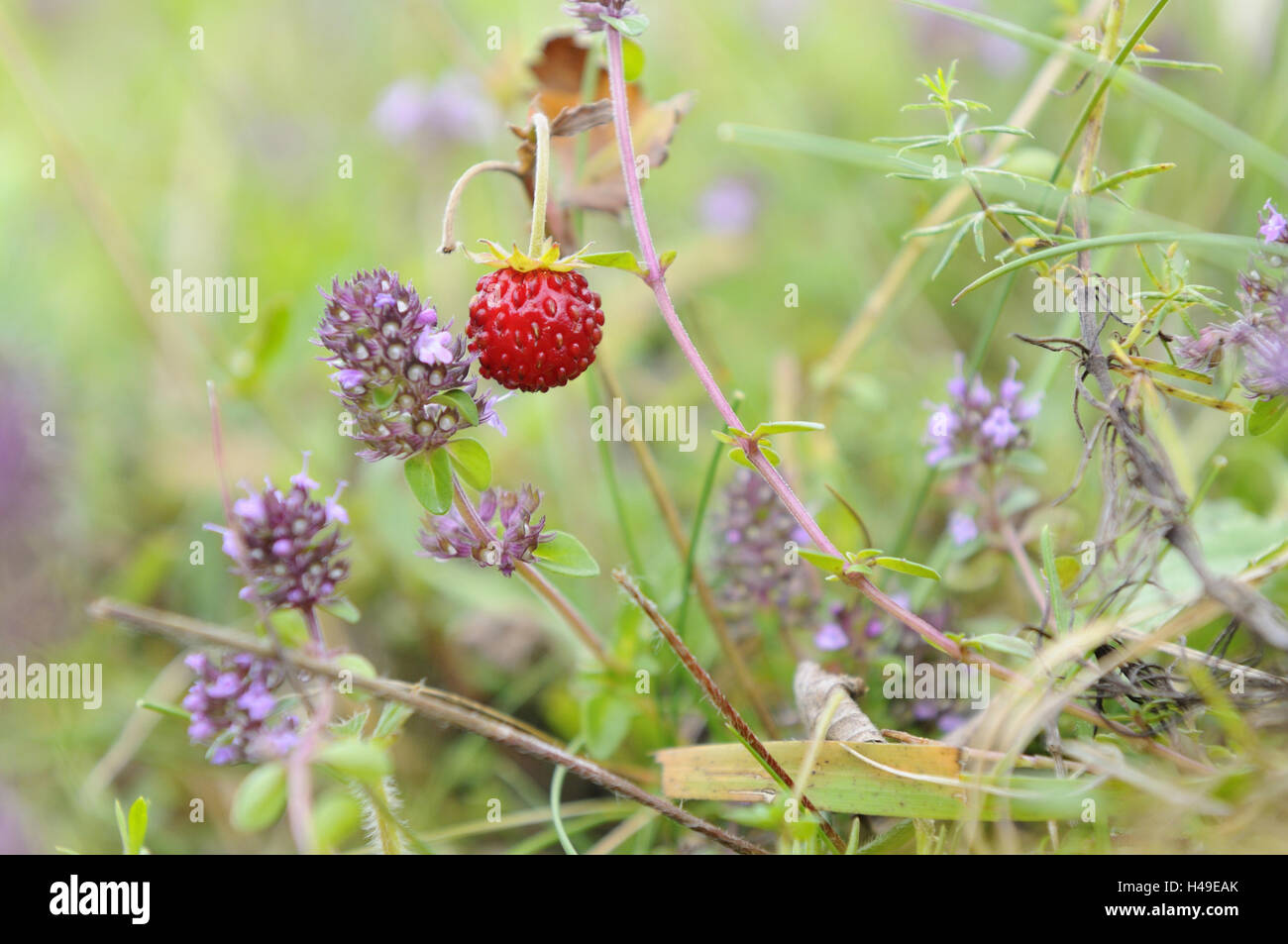 Wild strawberry, Fragaria vesca, broad-leaved thyme, Thymus pulegioides, Stock Photo