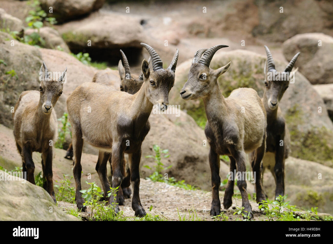 Alp ibexes, Capra ibex Stock Photo - Alamy