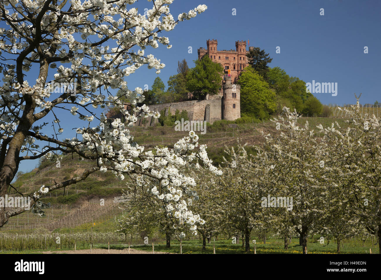 Germany, Black Forest, Ortenau, castle local mountain, sunshine, Kinzigtal, lock, outside, vineyard, wine-growing, spring, season, tree, blossoming of a tree, blossoms, blossom, white, gastronomy, restaurant, youth hostel, landmark, local mountain, heaven, blue, tourism, Stock Photo
