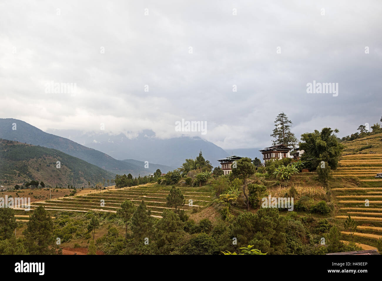 Kingdom Bhutan, scenery in the Paro valley, rice terraces, Stock Photo