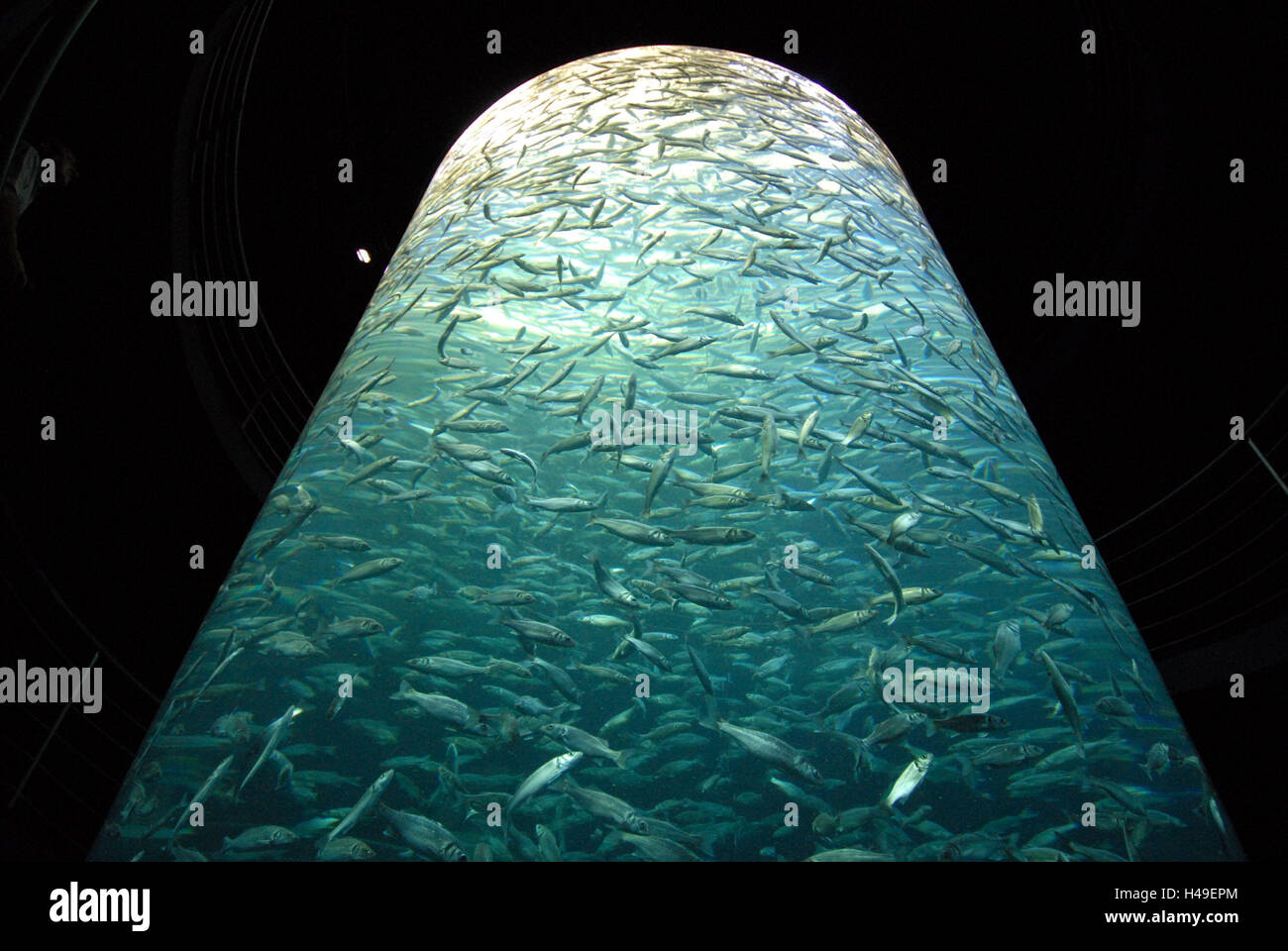 Aquarium, pillar, fish, keeping of animals, pisciculture, water pillar, around, Stock Photo