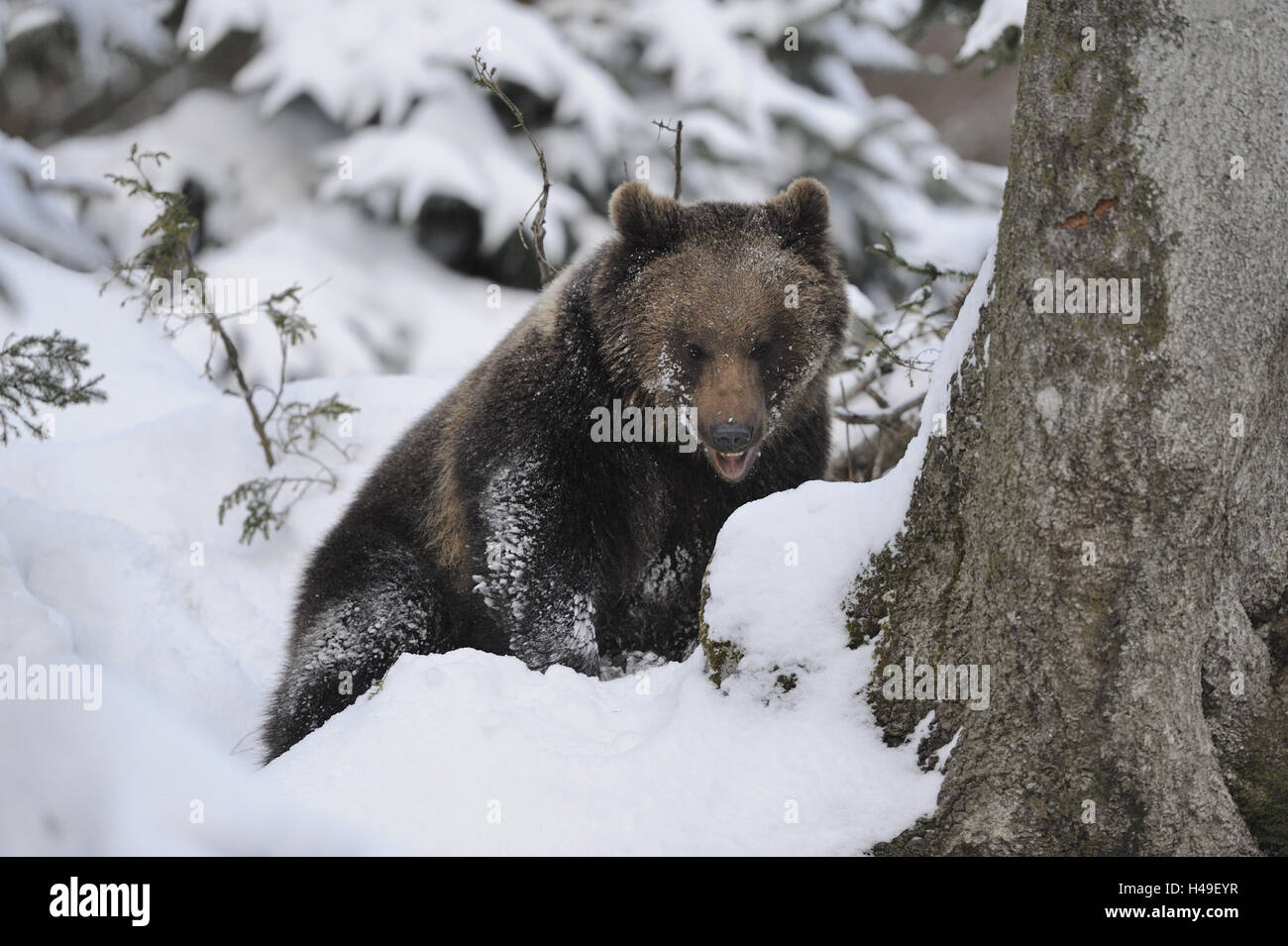 Brown bear, young animal, snow, sit, carefully, brown bear, winters, national park, snow, Jung's bear, great bear, bear, predator, land predator, doggy, snowy, Bavaria, Germany, mammal, wild animal, nature, animal, animal world, outside, whole body, behaviour, rest, are relaxing, take it easy, there sit, playfully, vertebrate, captivity, forest inhabitants, edge of the forest, trunk, curiosity, medium close-up, Stock Photo