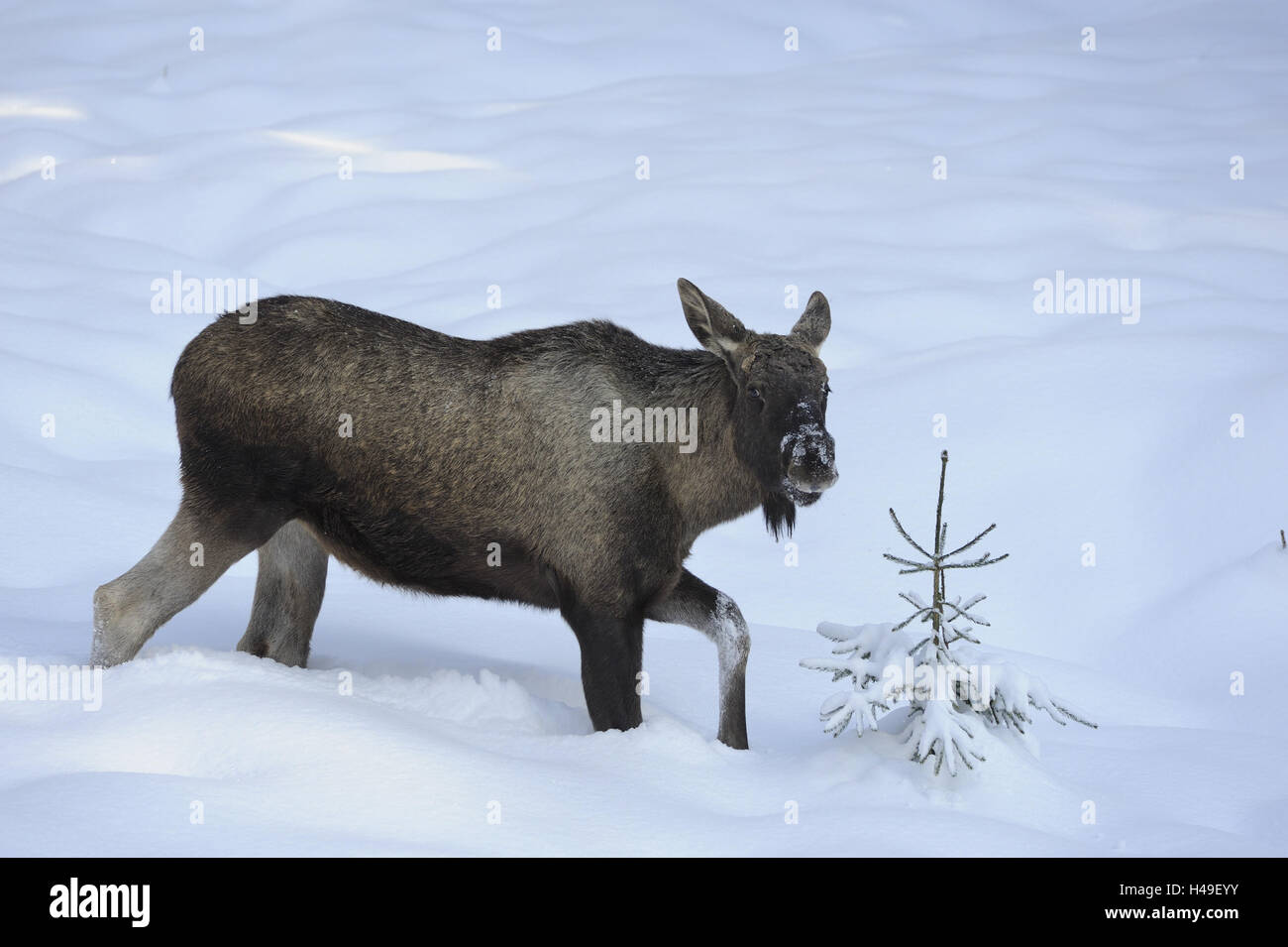 Elk, at the side, winters, national park, Trughirsch, deer, ruminant