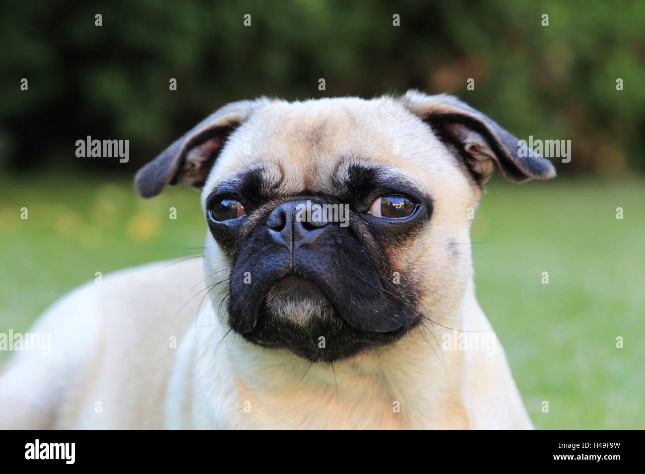 Pug, portrait, landscape format, mammal, animal, dog, pet, dog breed, Stock Photo