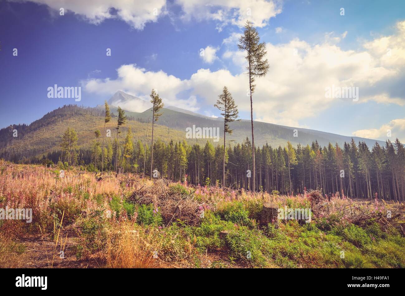 Summer mountain landscape. Beautiful view of trees and hills in High Tatra Mountains, Slovakia. Stock Photo