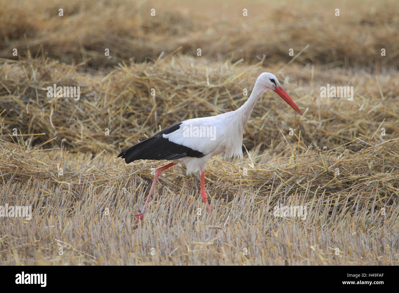 White stork, side view, grain field, landscape format, wild animal