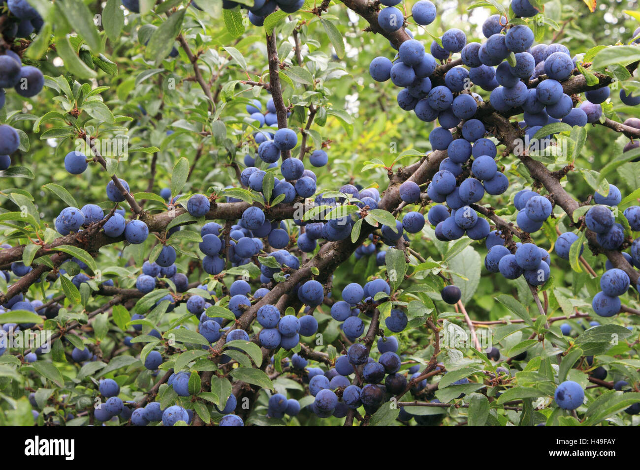 Sloes, ripe, landscape format, fruits, blue, berries, Busch, Germany, wild plum, plant, Stock Photo