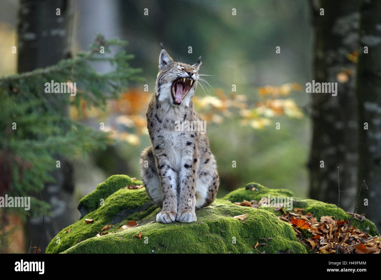 Wood, Eurasian lynx, Lynx lynx, sit, yawn, rock, moss, animal world, Wildlife, wilderness, animal, wild animal, mammal, predator, big cat, animal species, endangers, threatens, protection of endangered species, whole body, mouth, openly, bite, lynx, Stock Photo