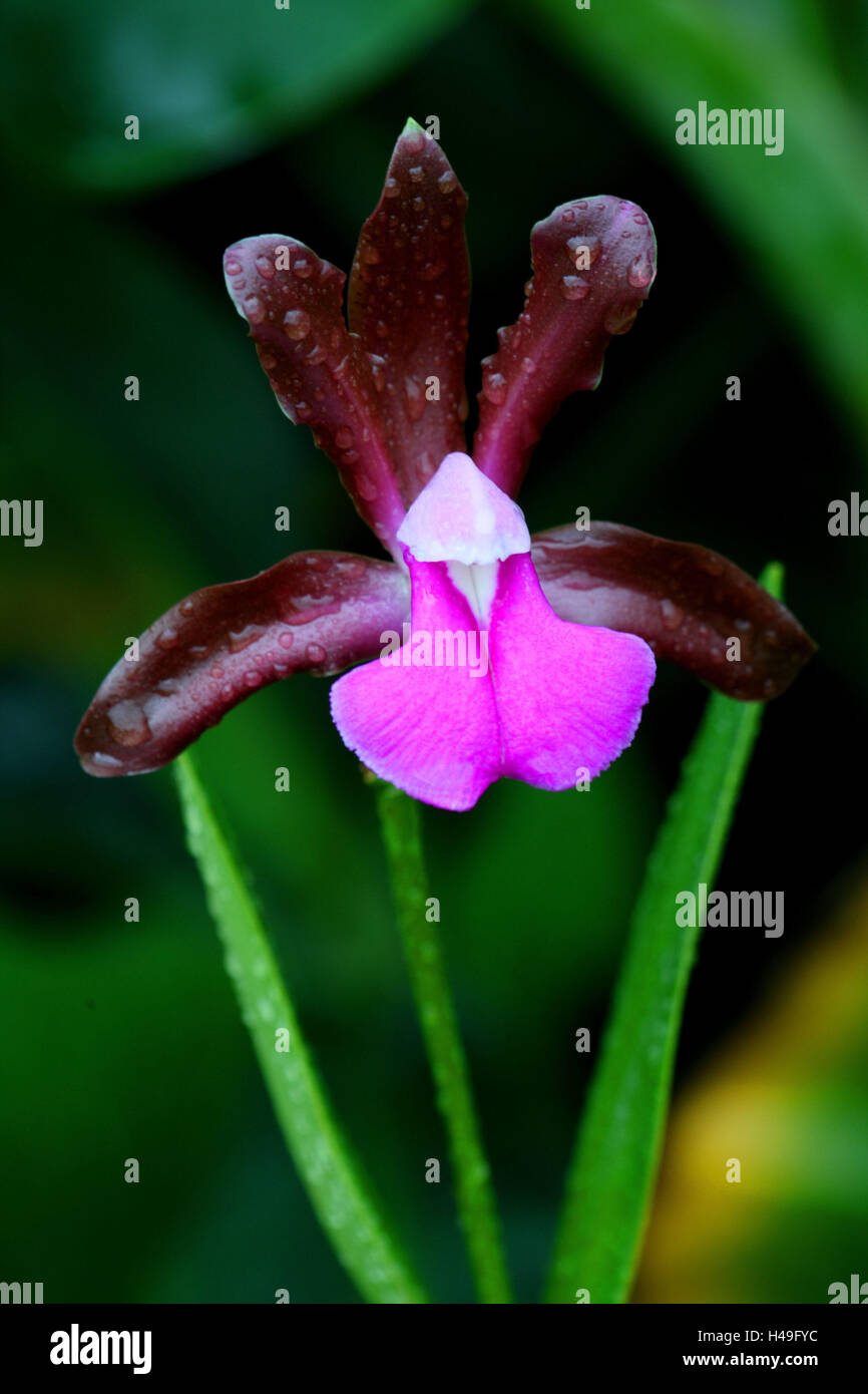 Orchid blossom, Cattleya bicolor 'Grossii', Stock Photo