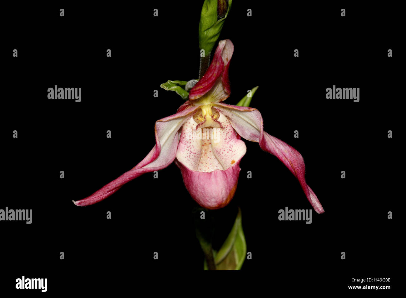 Orchid blossom, Paphiopedilum Hybrid, Stock Photo