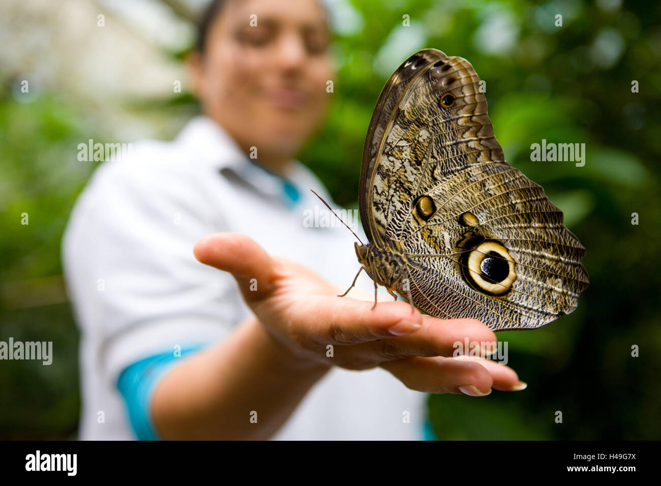 Woman, hand, banana butterfly, Caligo memnon, Ecuador, province Pichincha, forest nature reserve Mindo, Nambillo, South America, butterfly, largely, butterfly, noble butterfly, Nymphalidae, animal, insect, animal world, insects, flight insects, butterflies, butterflies, Sechsfüßler, neopteranses, Stock Photo
