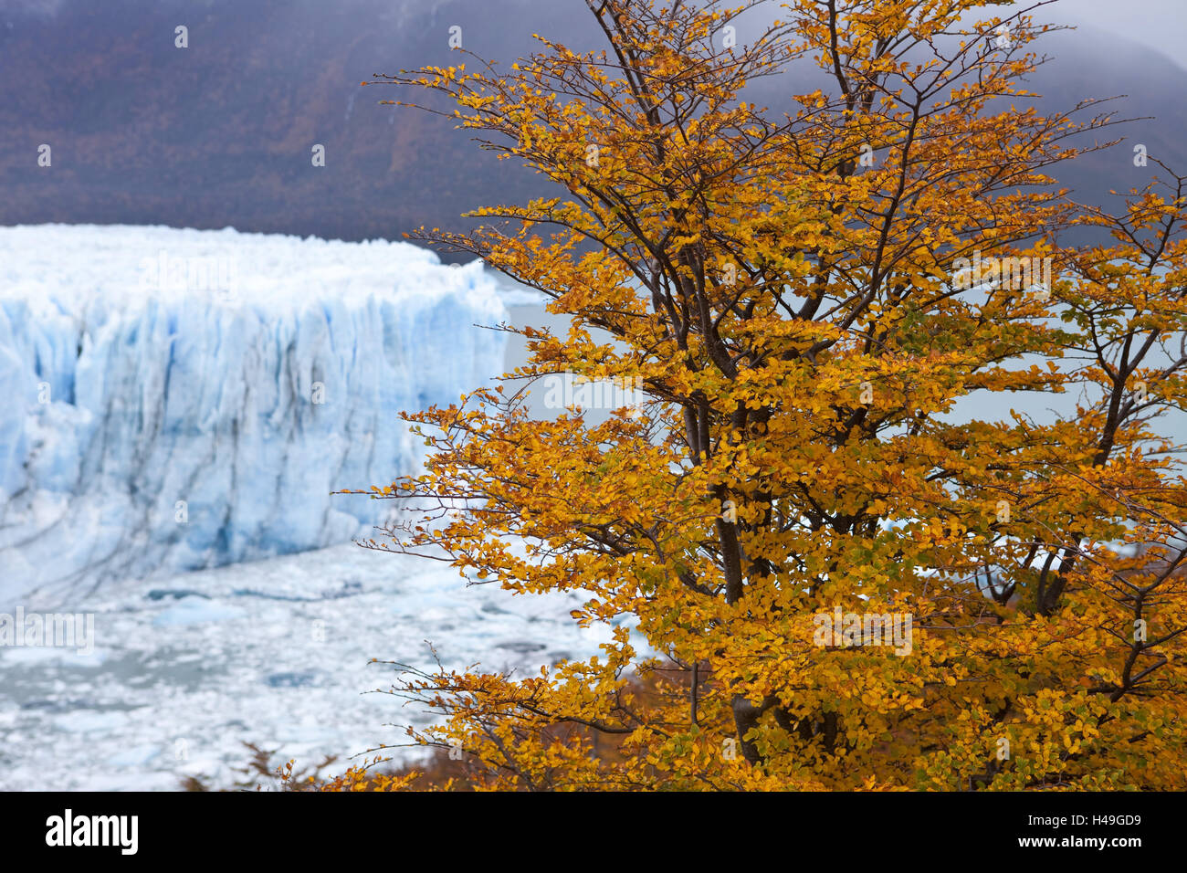 Argentina, province Santa Cruz, Patagonia, national park batch Glaciares, Lago Argentino, Perito Moreno, Stock Photo