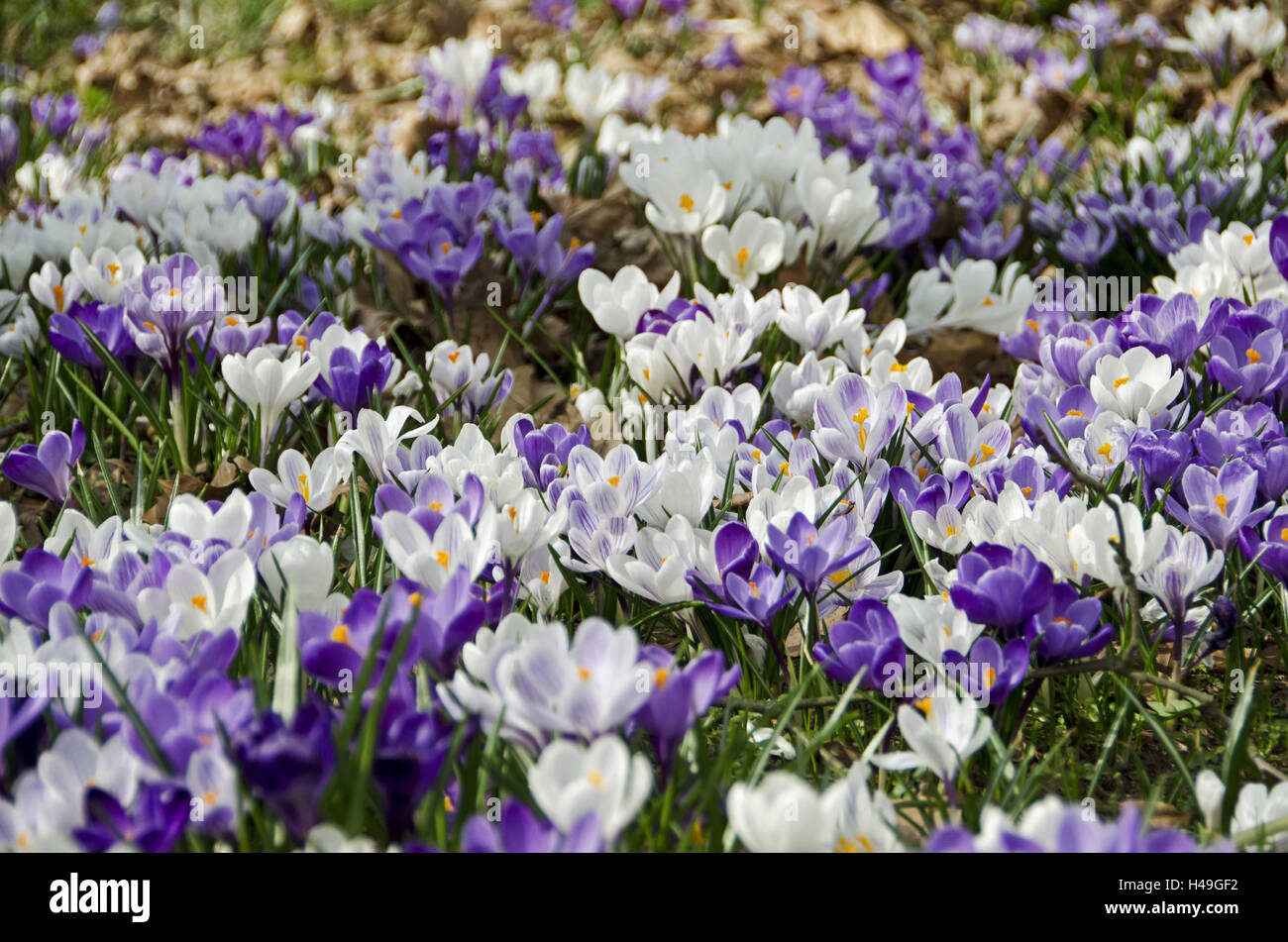 Wild crocuses, blossoms, flora, Crocus, Frühjahrsblüher, spring, season, blossom, white, mauve, flowers, crocuses, Stock Photo