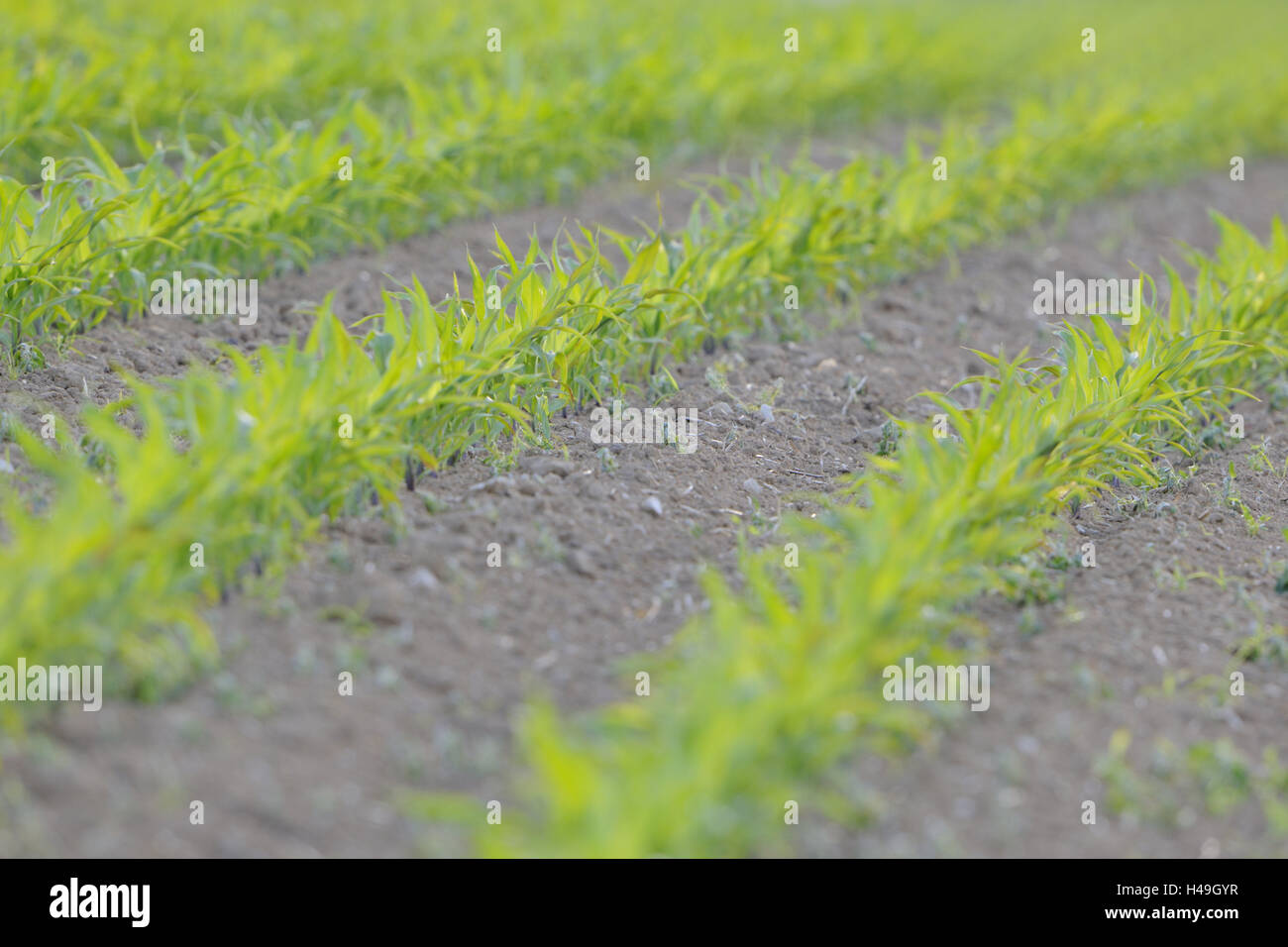 Corn field, seedlings, maize field, agriculture, cultivation, country living, detail, ground, field economy, fertile, grain, grain-field, grain field, cultivated plant, agriculture, maize, maize cultivation, maize plants, samples, useful plants, plants, s Stock Photo