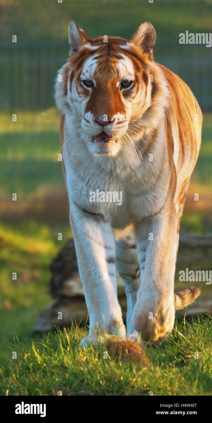 The lady or the tiger hires stock photography and images Alamy