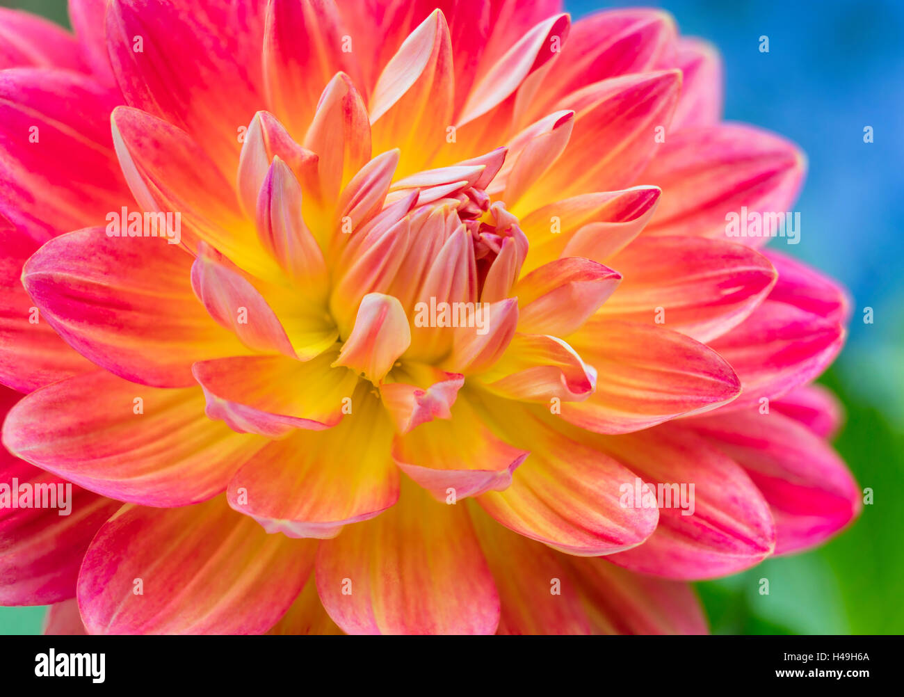 Dahlia blooms hi-res stock photography and images - Alamy