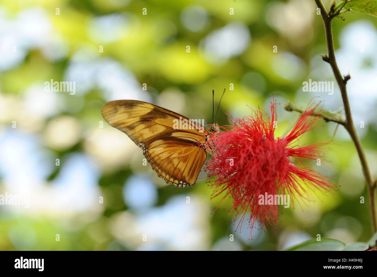 Butterfly, Flame or Julia butterfly, Dryas iulia, blossom, pollinating, Stock Photo