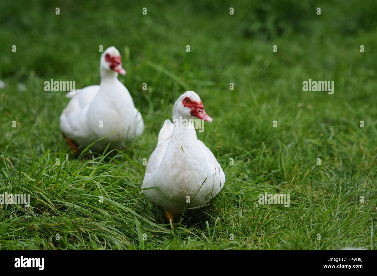 Free range ducks hires stock photography and images Alamy