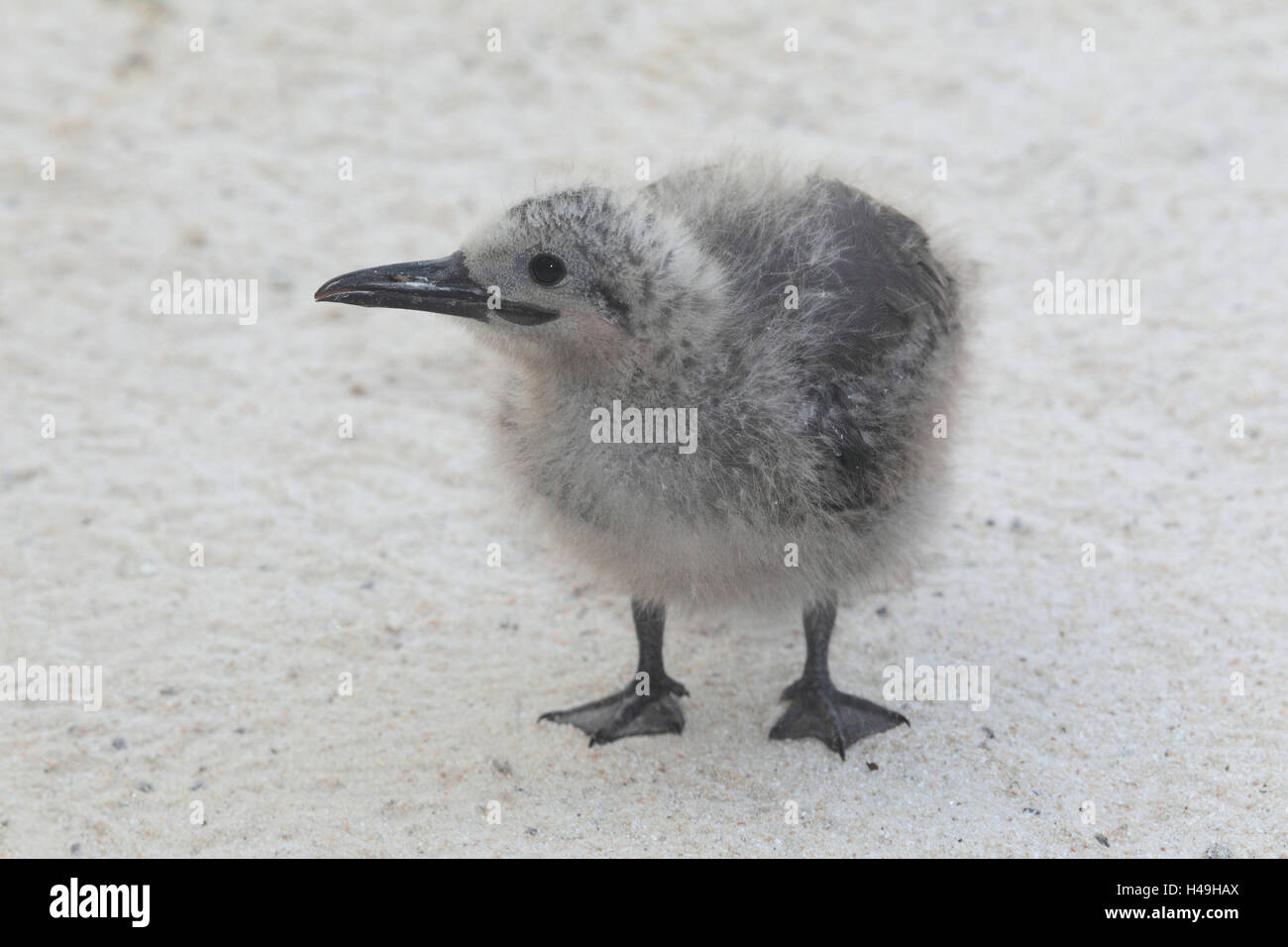 Young Inca tern, Stock Photo