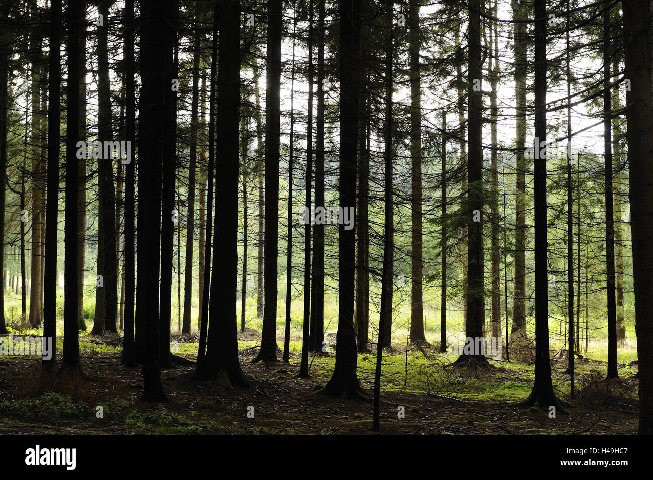 Spruce forest, Norway spruces, Picea abies, Upper Palatinate, Bavaria, Germany, Stock Photo