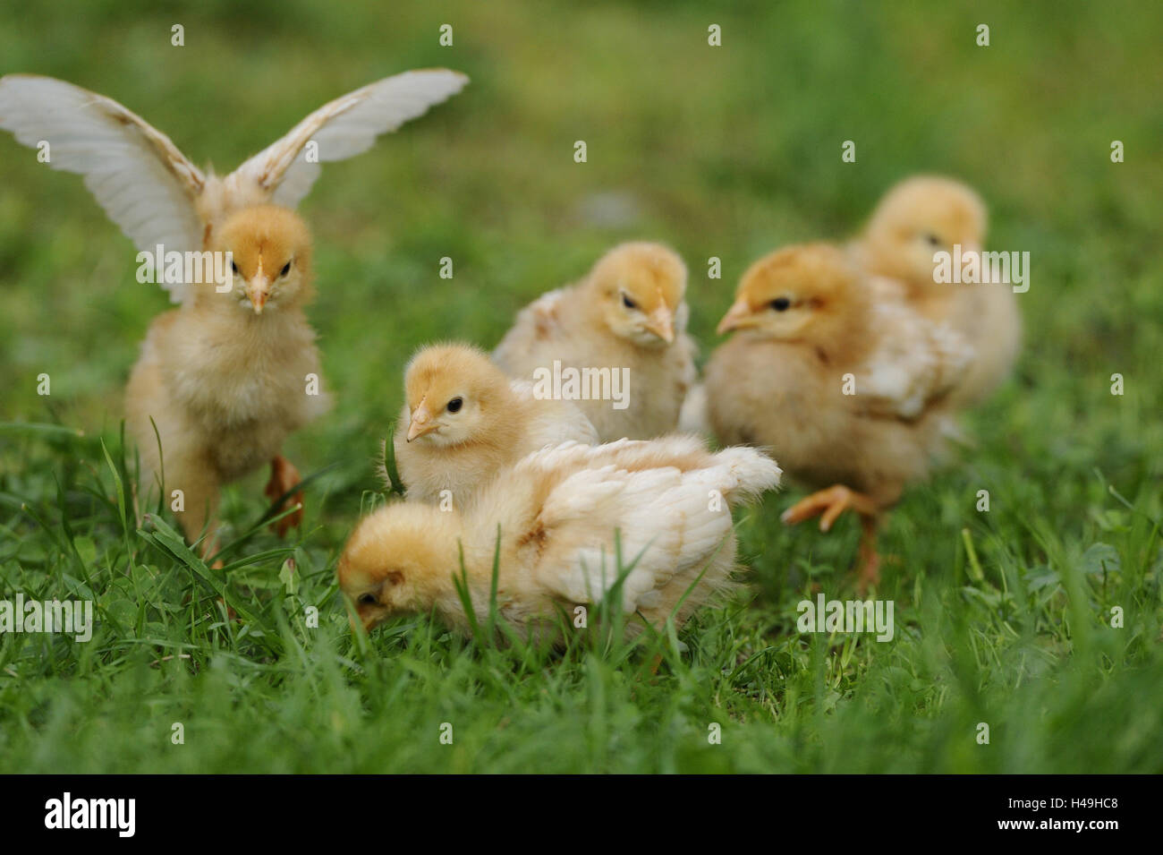 Chicken, Gallus gallus domesticus, chick, meadow, front view, looking ...