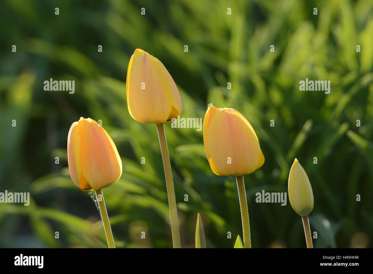 Tulipa family liliaceae hi-res stock photography and images - Alamy