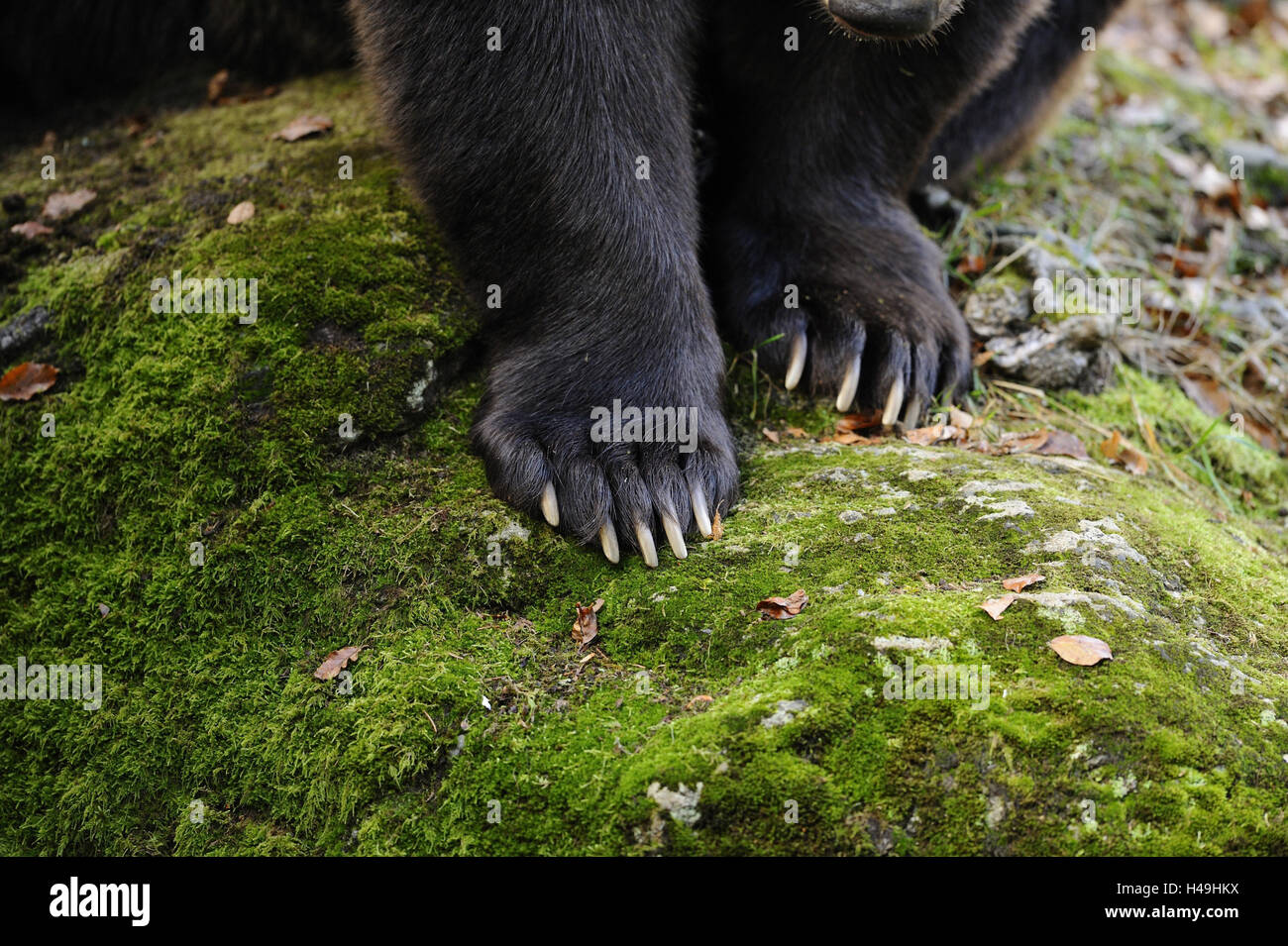 Black sales bear paw