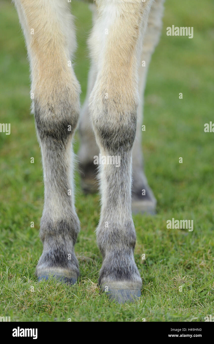 Przewalski's horse, Equus ferus przewalskii, forelegs, detail, Stock Photo