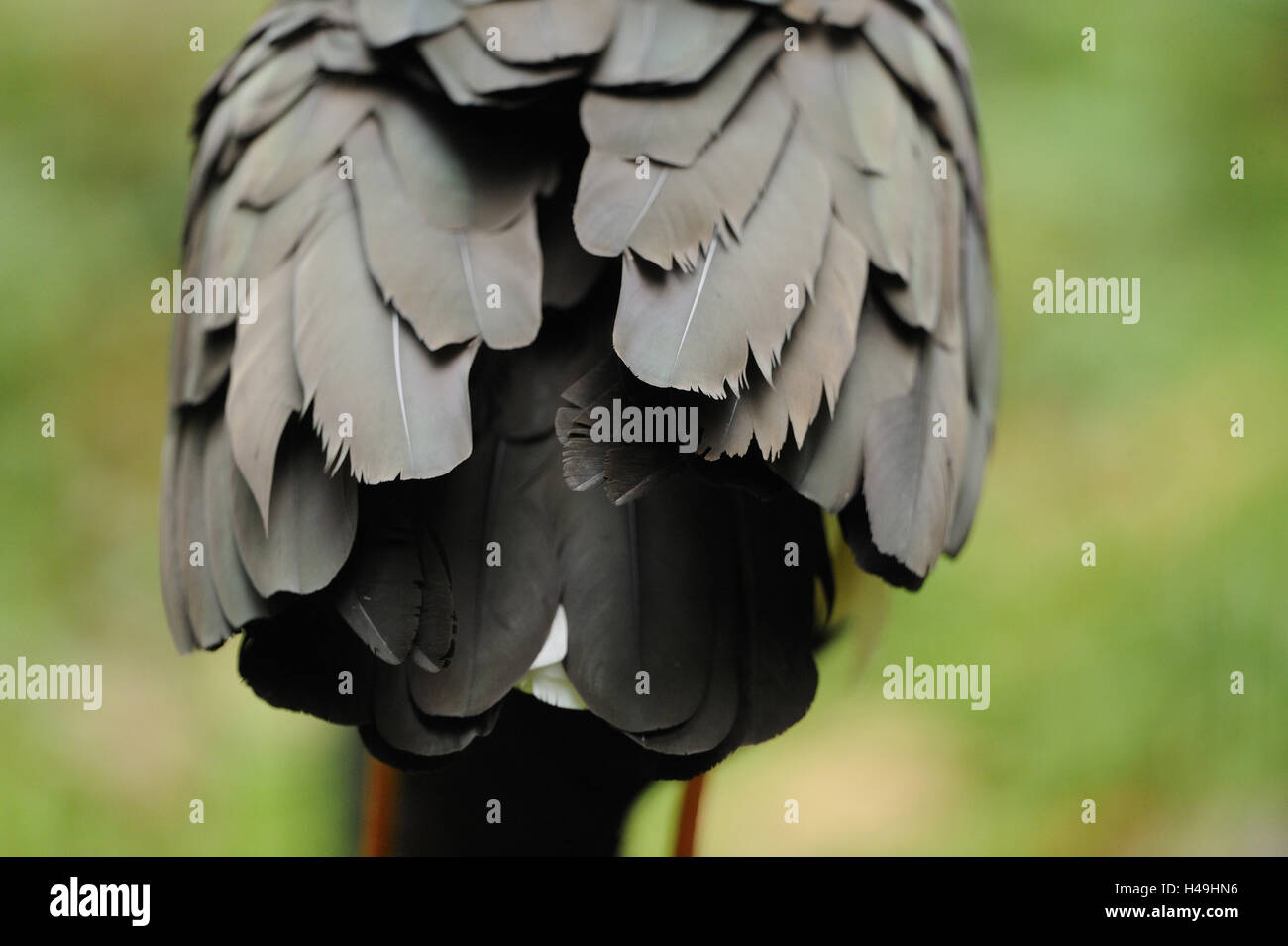 Black stork, Ciconia nigra, back view, plumage, detail, Stock Photo