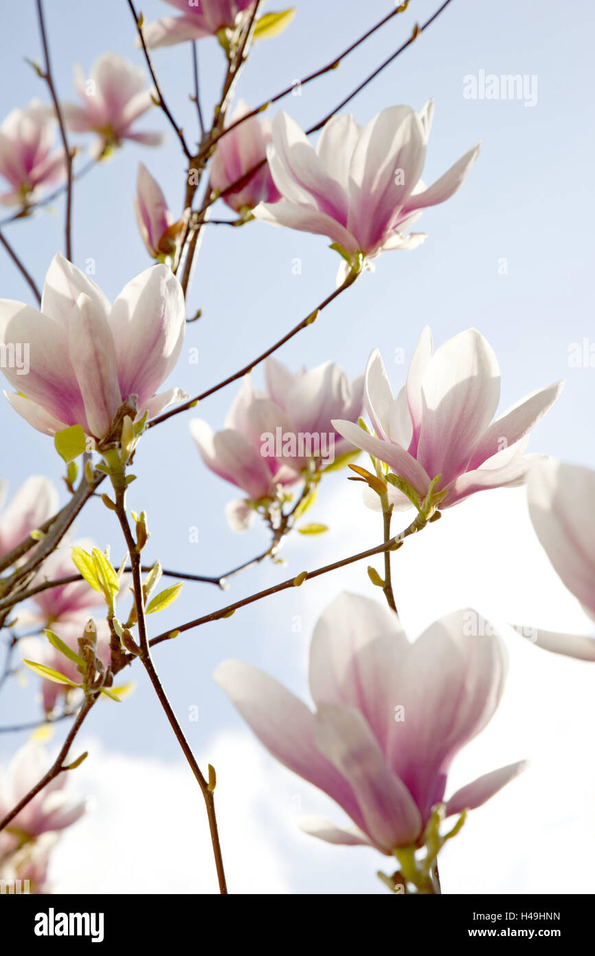Tree, magnolia blossoms, spring, blossoms, magnolia, Germany, outside, Europe, blossoming of a tree, botany, blossom, flora, ornamentally, spring messengers, plants, botany, pink, flowerage, season, Liliflora, garden culture, garden joy, magnolia blossom, Stock Photo