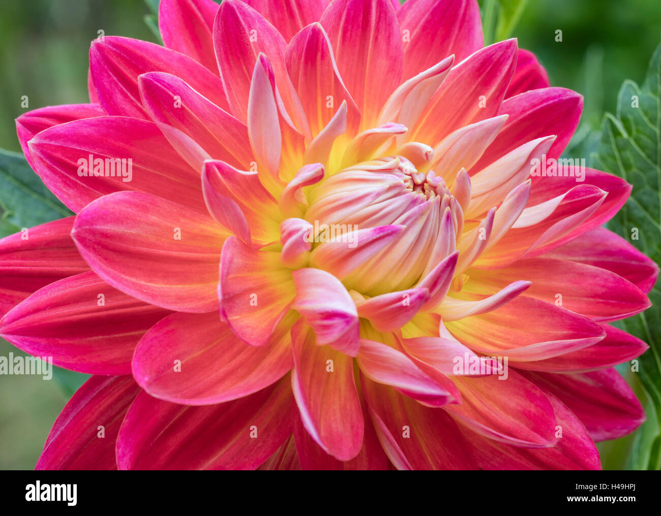 Dahlia 'Bloom's Irene' Stock Photo