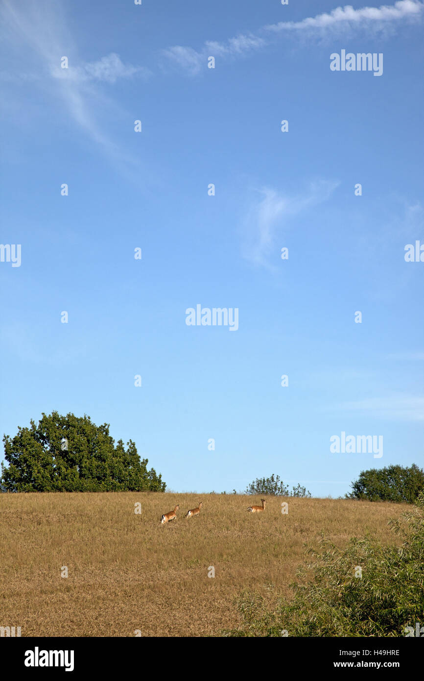 Venisons, field, run, flee, Stock Photo