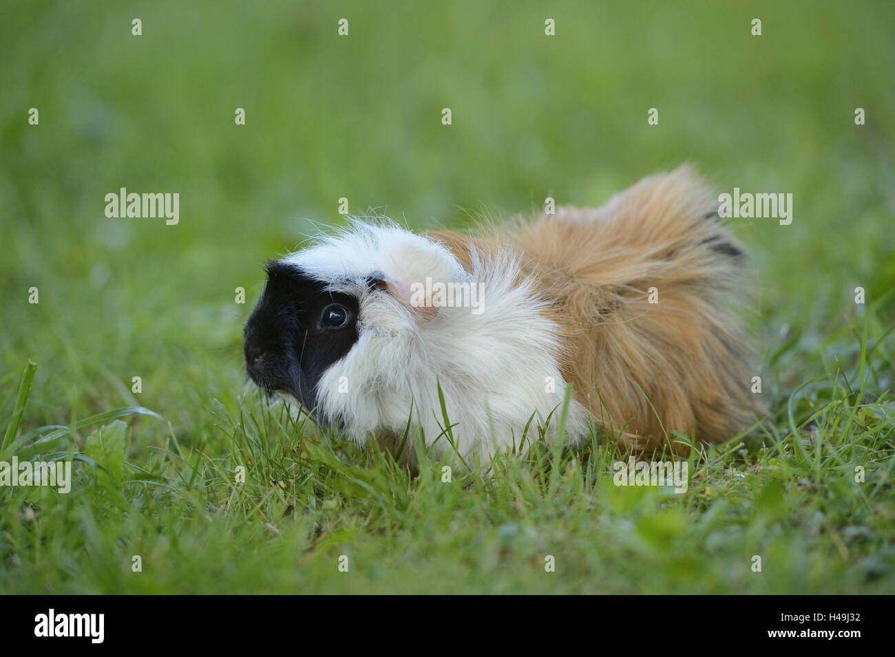 Domestic guinea pig, Cavia porcellus form. domestica, meadow, standing, Stock Photo