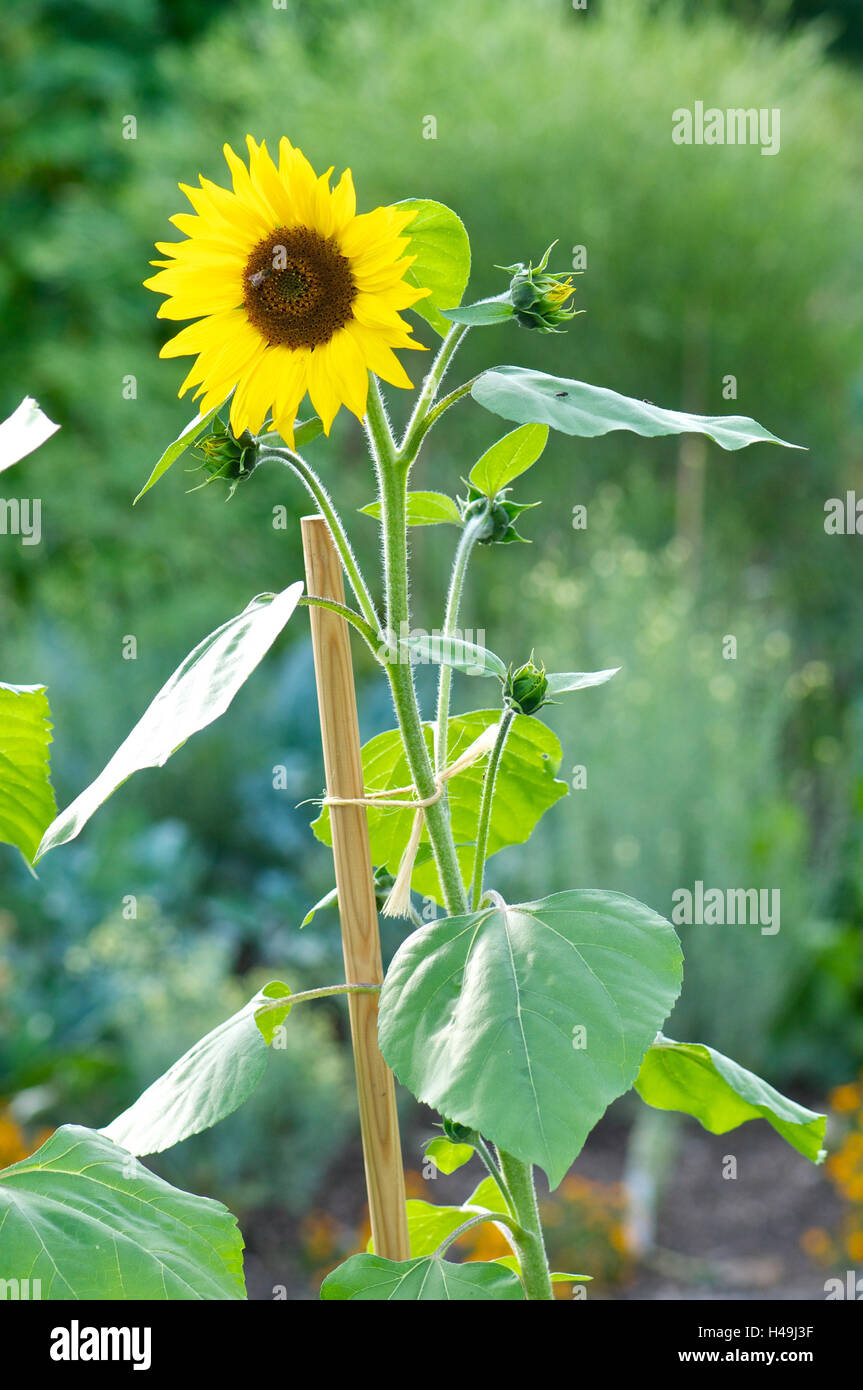 Sunflower strapped on wooden staff, Stock Photo