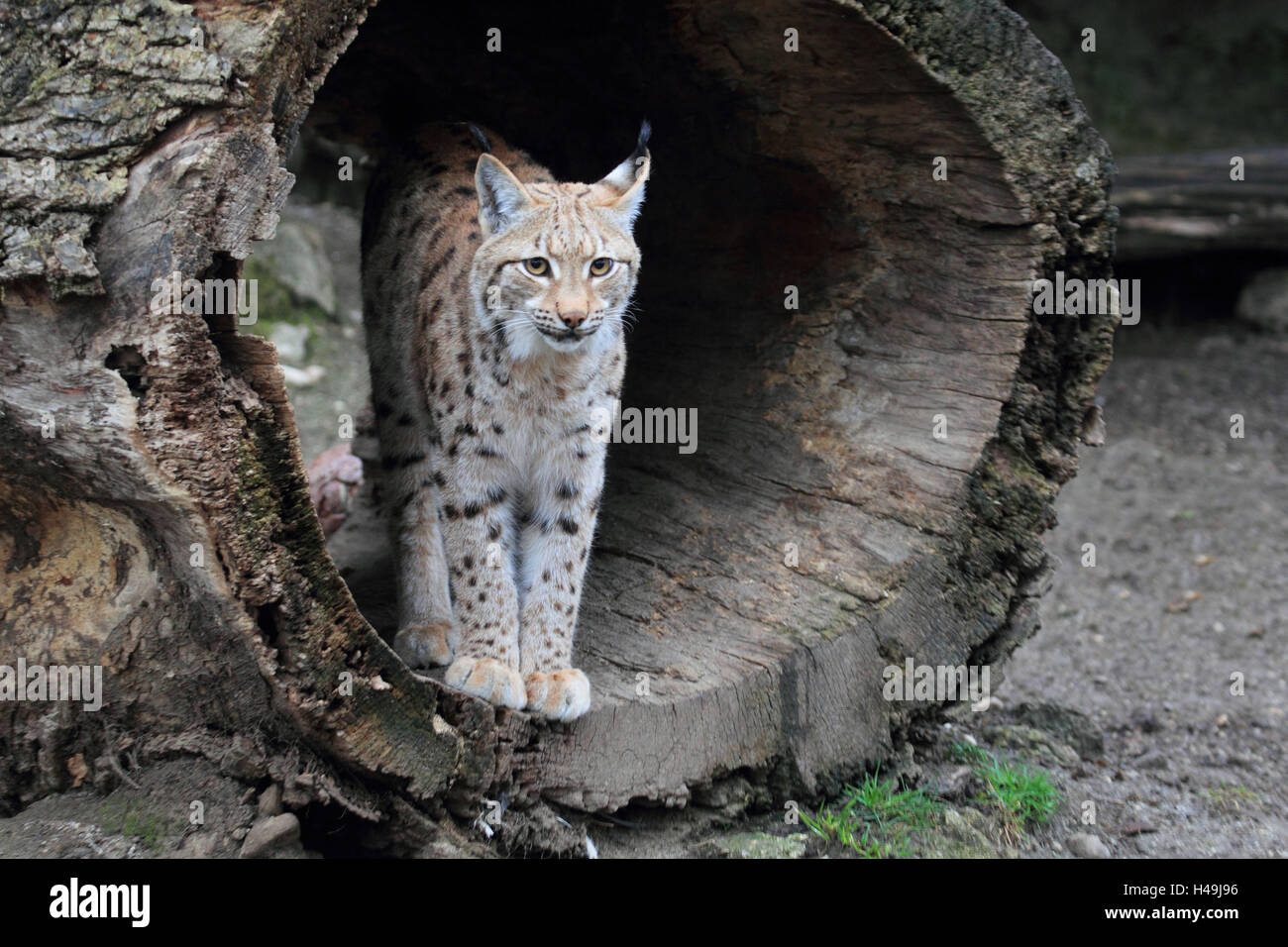 Lynx, concave trunk, Stock Photo
