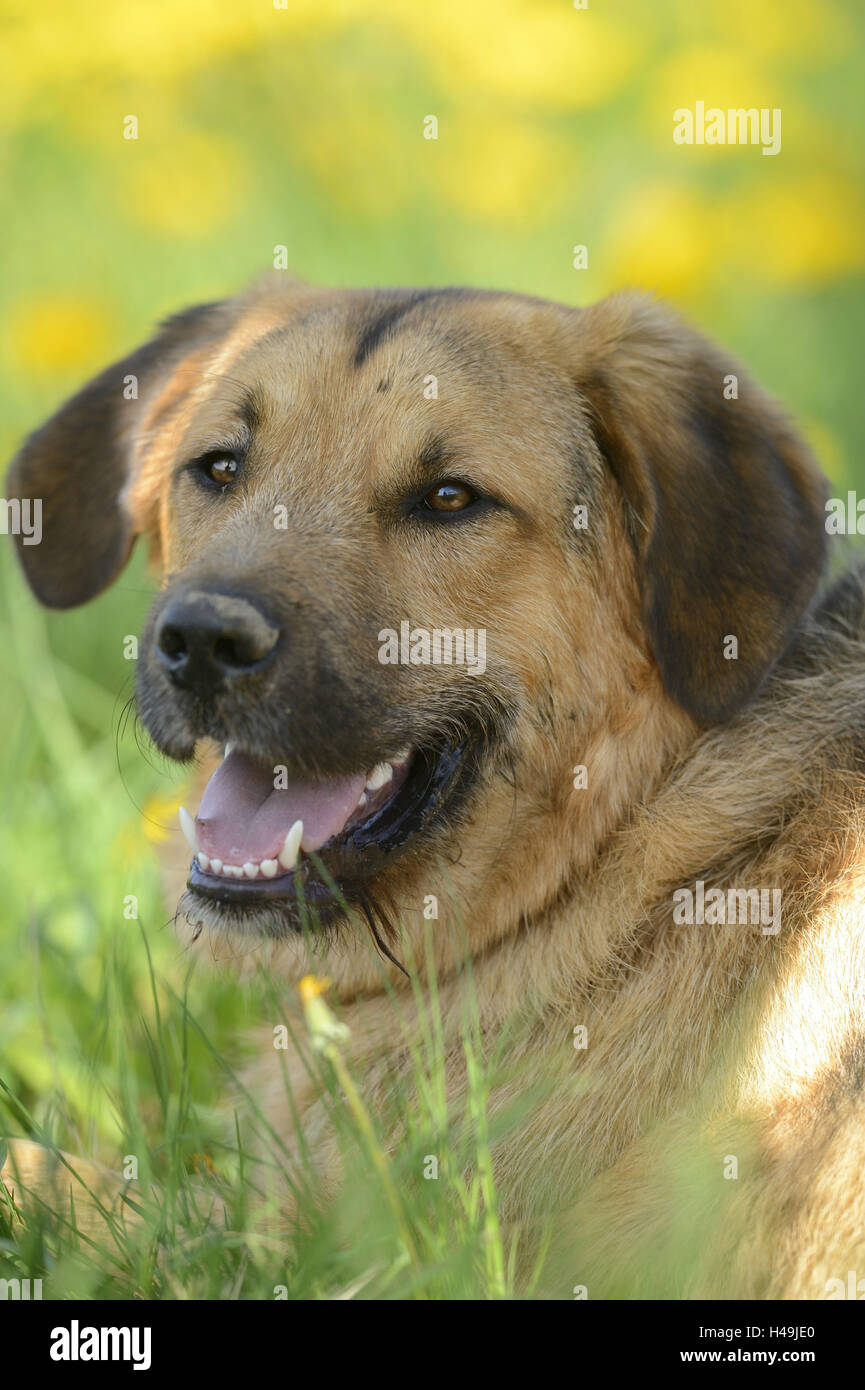 Hybrid dog, portrait, front view, meadow, lying, Stock Photo