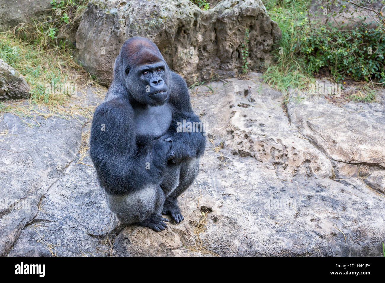 Gorilla sitting on a rock with some open space Stock Photo Alamy
