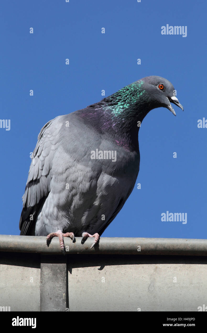Pigeon, roof, medium close-up, Stock Photo