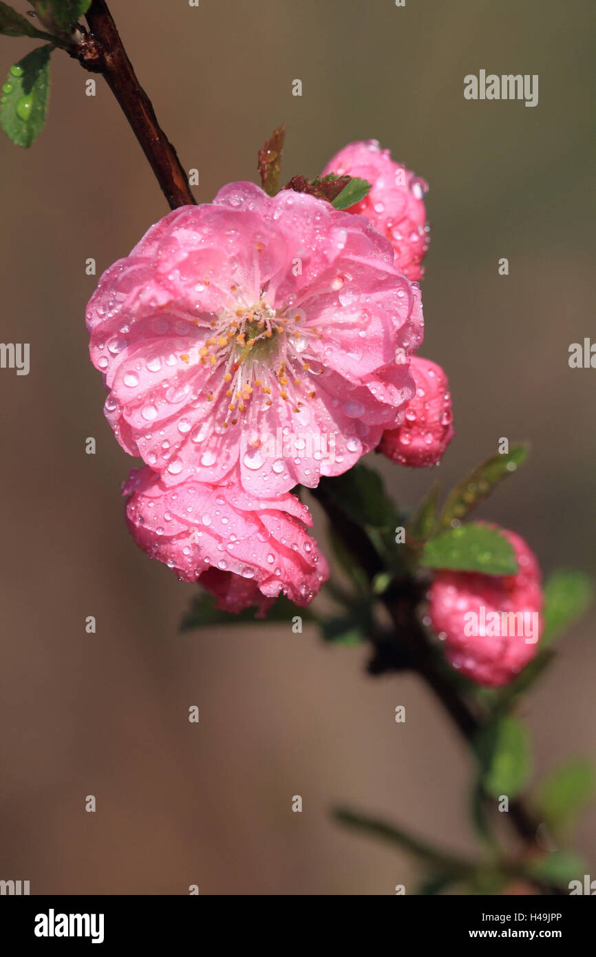 Tonsil blossom, Prunus dulcis, Stock Photo