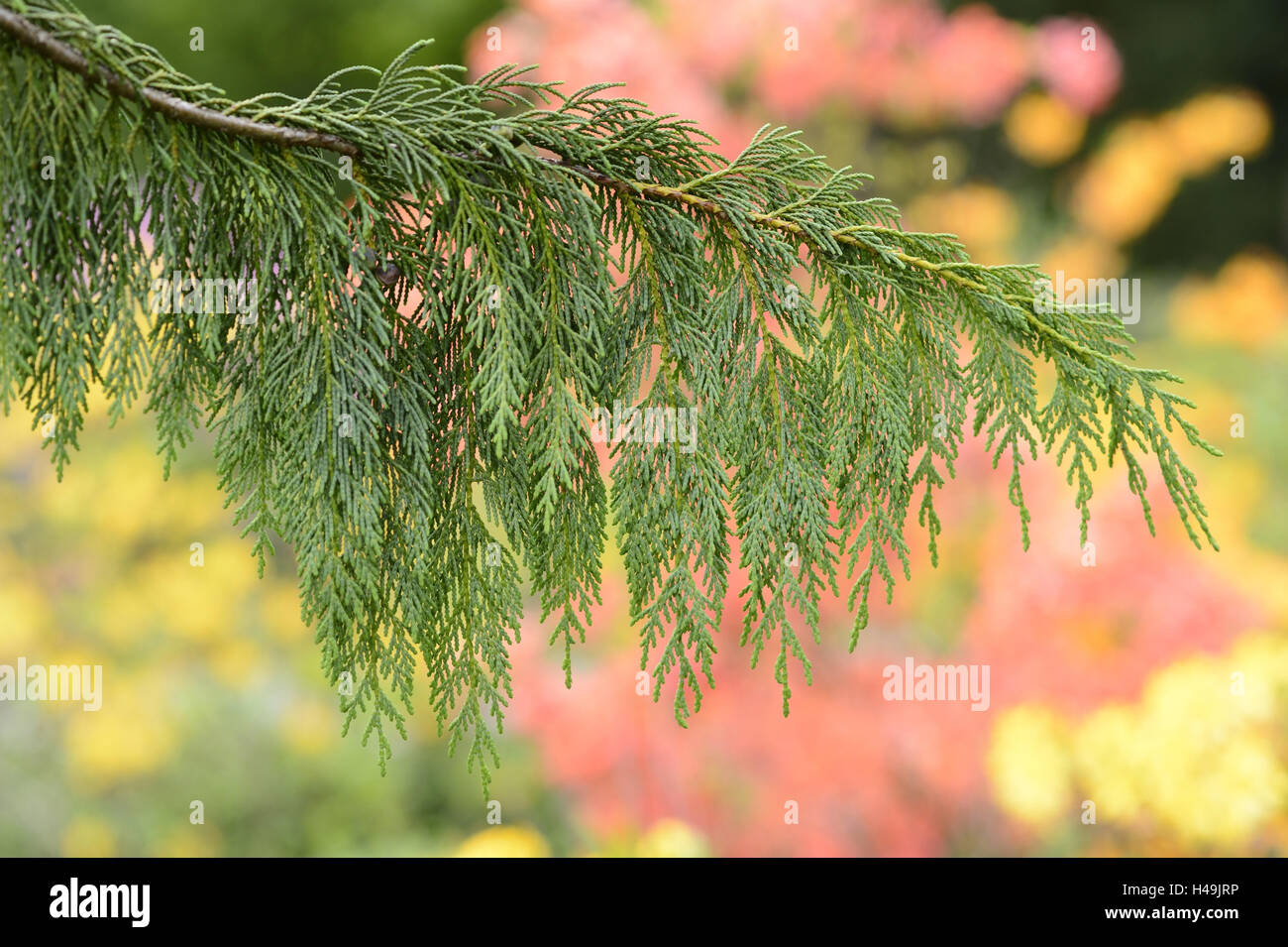 Western life tree, Thuja occidentalis, fork, Stock Photo