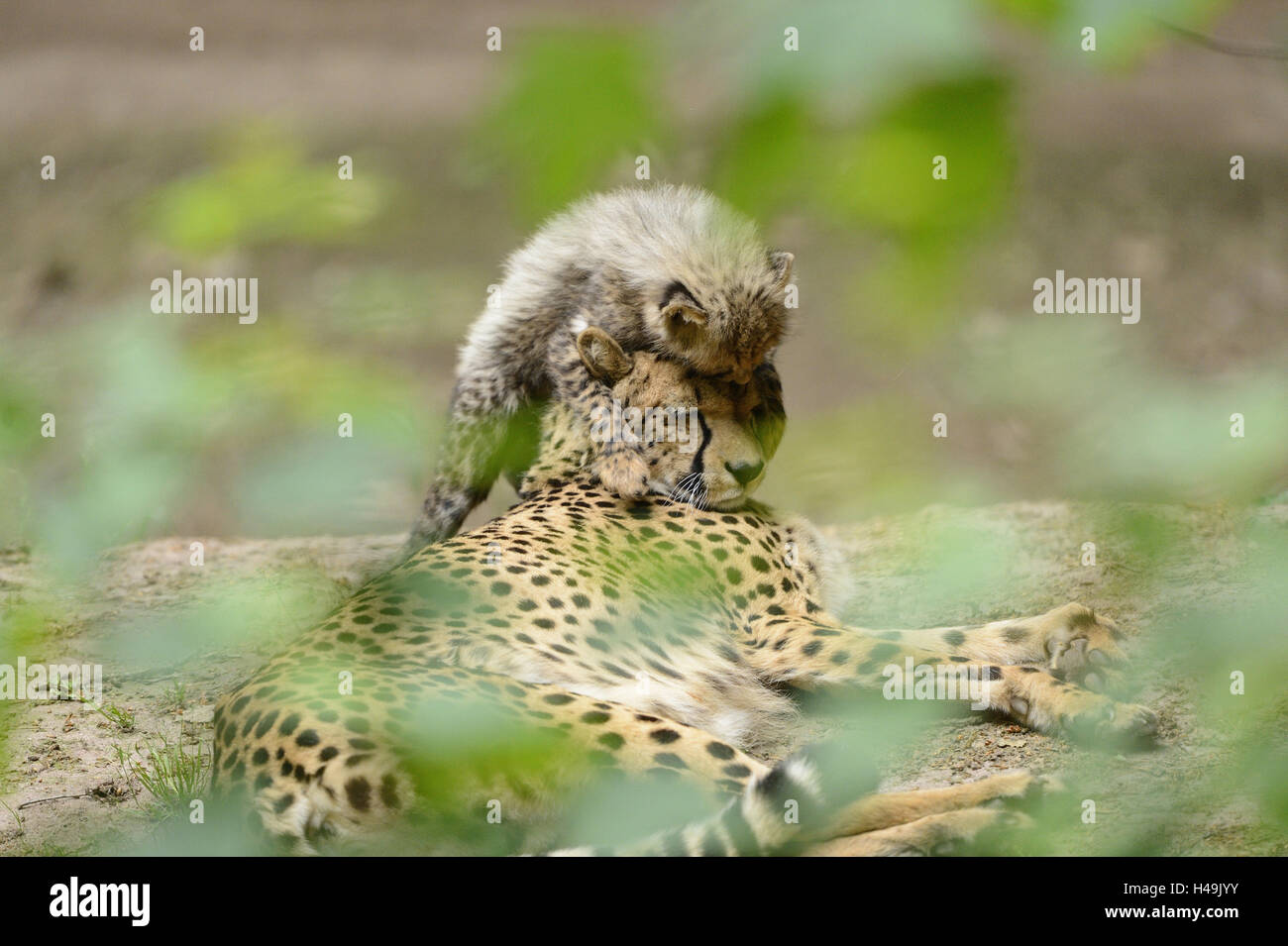 South African cheetahs, Acinonyx jubatus jubatus, young animal, Stock Photo