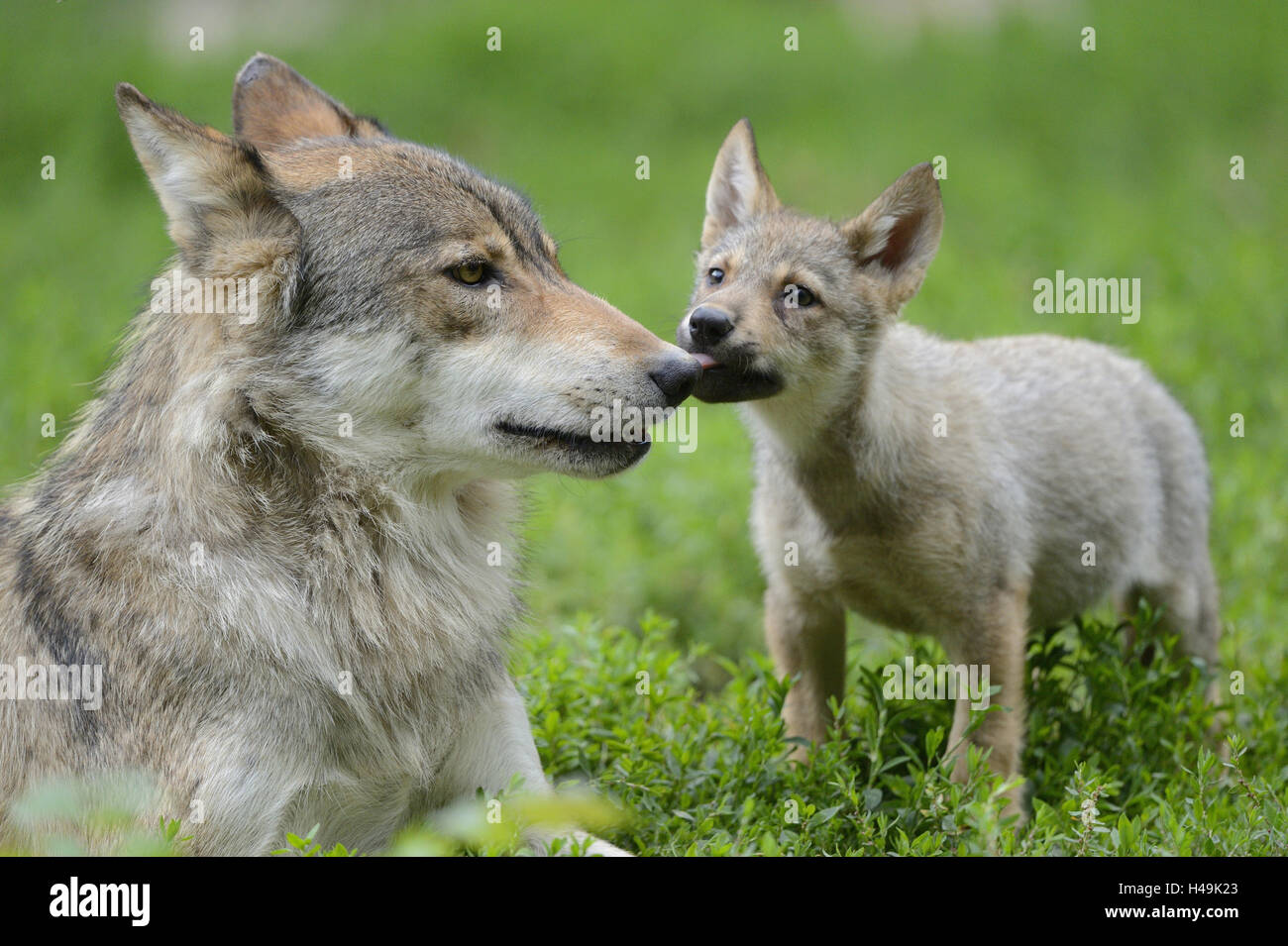 Eastern timber wolves, Canis lupus lycaon, young animal, looking at camera, Stock Photo