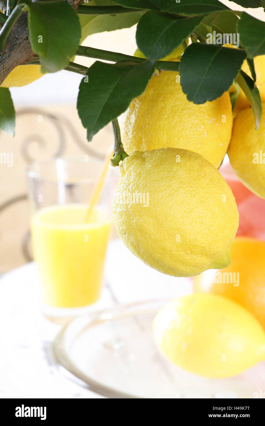 Lemon on a branch, Citrus limon, Stock Photo