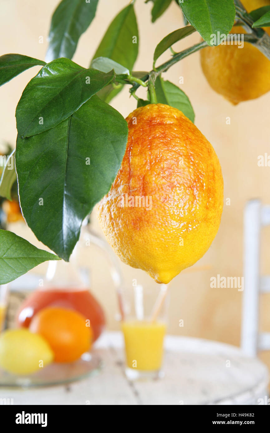 Lemon, citrus fruit on branch, citrus limon Rosso, Stock Photo